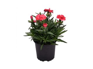 Obrázek 2 produktu Dianthus caryophyllus K11