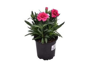 Obrázek 3 produktu Dianthus caryophyllus K11