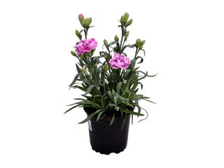 Obrázek 1 produktu Dianthus caryophyllus K11