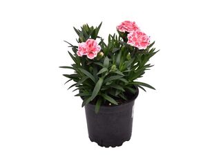 Obrázek 5 produktu Dianthus caryophyllus K11