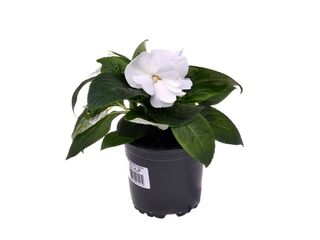 Obrázek 1 produktu Impatiens Neu-Guinea K11