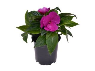 Obrázek 3 produktu Impatiens Neu-Guinea K11