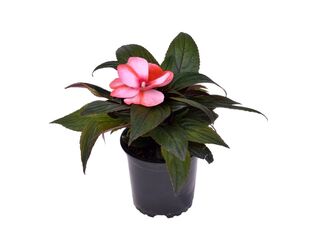 Obrázek 2 produktu Impatiens Neu-Guinea K11