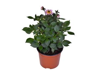 Obrázek 1 produktu Dahlia K11