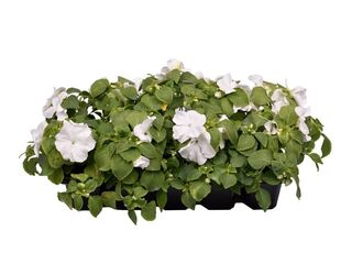 Obrázek 2 produktu Impatiens waleriana 10-pack