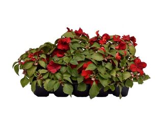 Obrázek 1 produktu Impatiens waleriana 10-pack