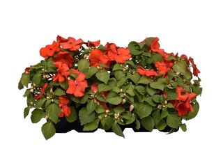 Obrázek 3 produktu Impatiens waleriana 10-pack
