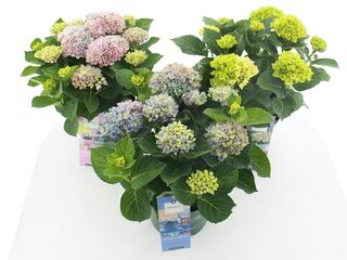 Obrázek 1 produktu Hydrangea macrophylla Magical (Hortenzie velkolistá) K23-5l variety mix