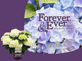 Obrázek 2 produktu Hydrangea macrophylla Forever & Ever (Hortenzie velkolistá) K23-5l