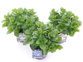 Obrázek 1 produktu Hydrangea macrophylla Forever & Ever (Hortenzie velkolistá) K23-5l