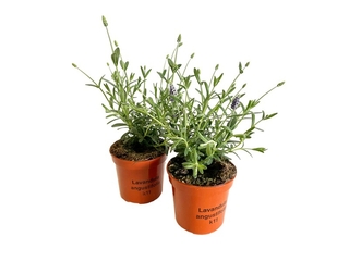 Obrázek 1 produktu Lavandula Aromatico K11