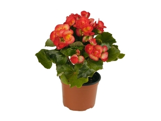 Obrázek 1 produktu Begonia elatior K12