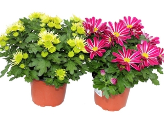 Obrázek 1 produktu Chrysanthéma indicum řízená K14