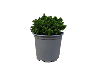 Obrázek 1 produktu Hebe mix, K10,5, 10-15cm