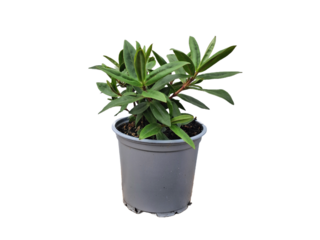 Obrázek 2 produktu Hebe mix, K10,5, 10-15cm
