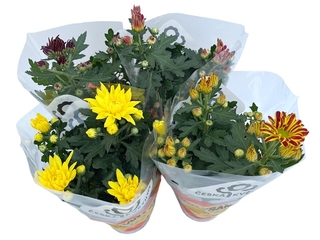 Obrázek 1 produktu Chrysanthemum indicum řízené K9