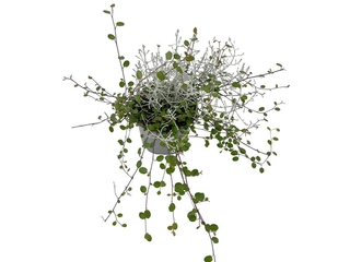 Obrázek 1 produktu Calocephalus+ Muehlenbeckia K13