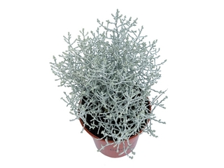 Obrázek 1 produktu Calocephalus K11
