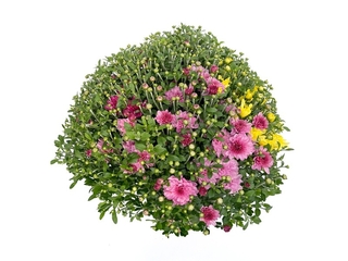 Obrázek 1 produktu Chrysanthemum multiflora K21