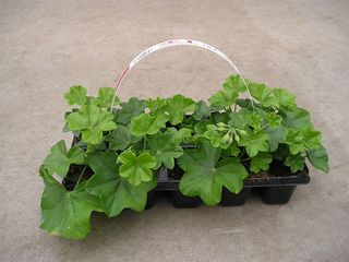 Obrázek 1 produktu Pelargonium peltatum plnokvěté 10 pack, převislé