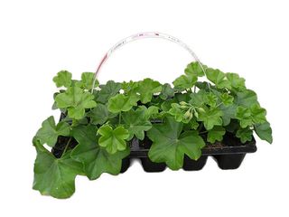 Obrázek 1 produktu Pelargonium peltatum plnokvěté 10-pack, převislé