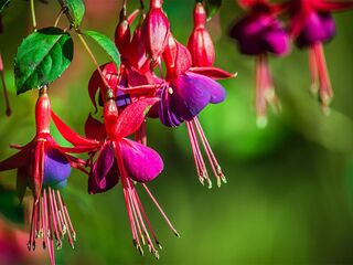 Obrázek 2 produktu Fuchsia 10-pack, vzpřímená