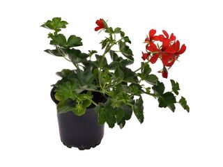 Obrázek 2 produktu Pelargonium peltatum jednoduché K11