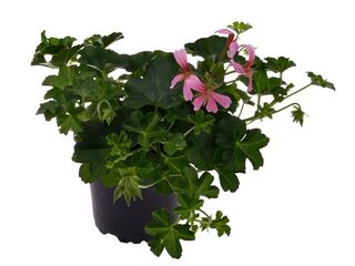 Obrázek 1 produktu Pelargonium peltatum jednoduché K11