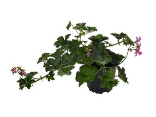 Obrázek 3 produktu Pelargonium peltatum jednoduché K11