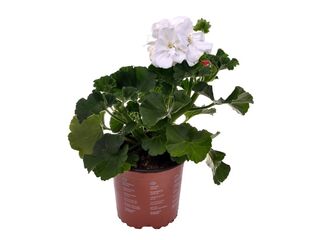 Obrázek 3 produktu Pelargonium zonale K11