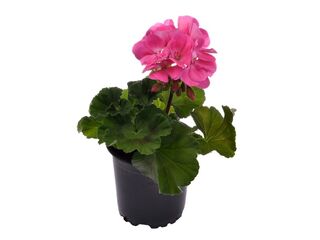 Obrázek 2 produktu Pelargonium zonale K11