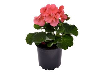 Obrázek 6 produktu Pelargonium zonale K11