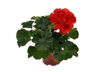 Obrázek 4 produktu Pelargonium zonale K11