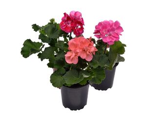 Obrázek 1 produktu Pelargonium zonale K11