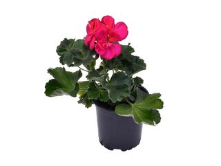 Obrázek 8 produktu Pelargonium zonale K11