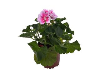 Obrázek 5 produktu Pelargonium zonale K11