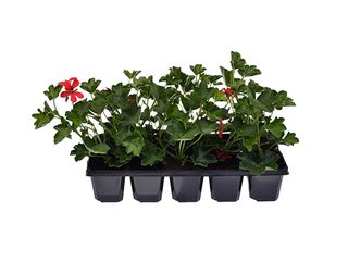 Obrázek 1 produktu Pelargonium peltatum jednoduché 10 pack
