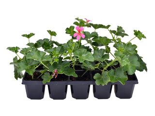 Obrázek 1 produktu Pelargonium peltatum jednoduché 10-pack