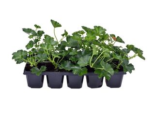 Obrázek 2 produktu Pelargonium peltatum jednoduché 10-pack