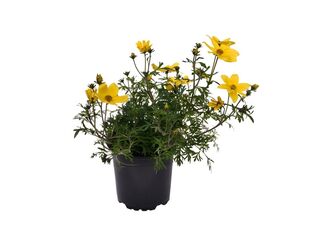 Obrázek 1 produktu Bidens K11
