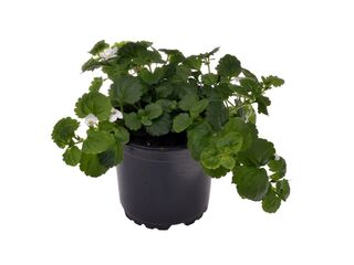 Obrázek 2 produktu Bacopa K11