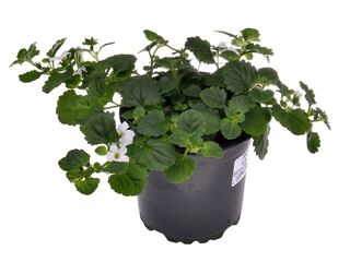 Obrázek 1 produktu Bacopa K11