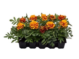 Obrázek 1 produktu Tagetes patula 10-pack