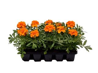 Obrázek 2 produktu Tagetes patula 10-pack