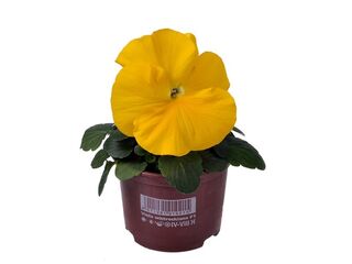 Obrázek 2 produktu Viola wittrockiana K9