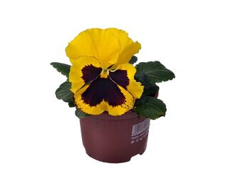 Obrázek 3 produktu Viola wittrockiana K9