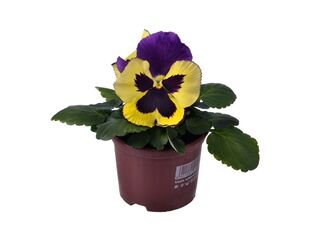 Obrázek 1 produktu Viola wittrockiana K9