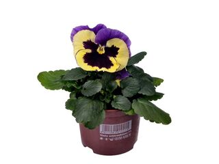 Obrázek 4 produktu Viola wittrockiana K9