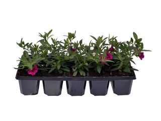 Obrázek 1 produktu Million Bells 10-pack
