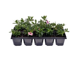 Obrázek 3 produktu Million Bells 10-pack